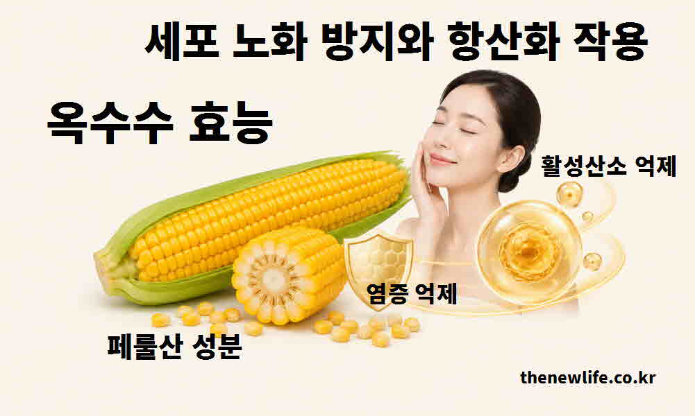 옥수수 효능 세포 노화 방지 항산화 작용