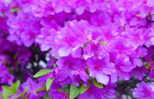 2025년 진달래 개화시기