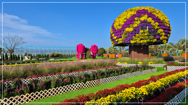 2025 태안 가을꽃 박람회 이미지 / 출처: 코리아플라워파크