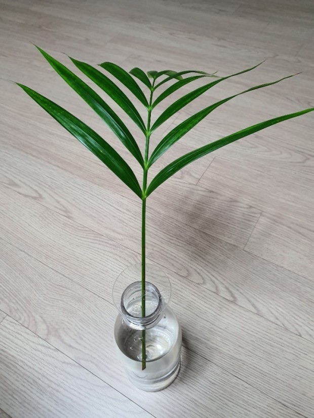 아레카야자 꽃말