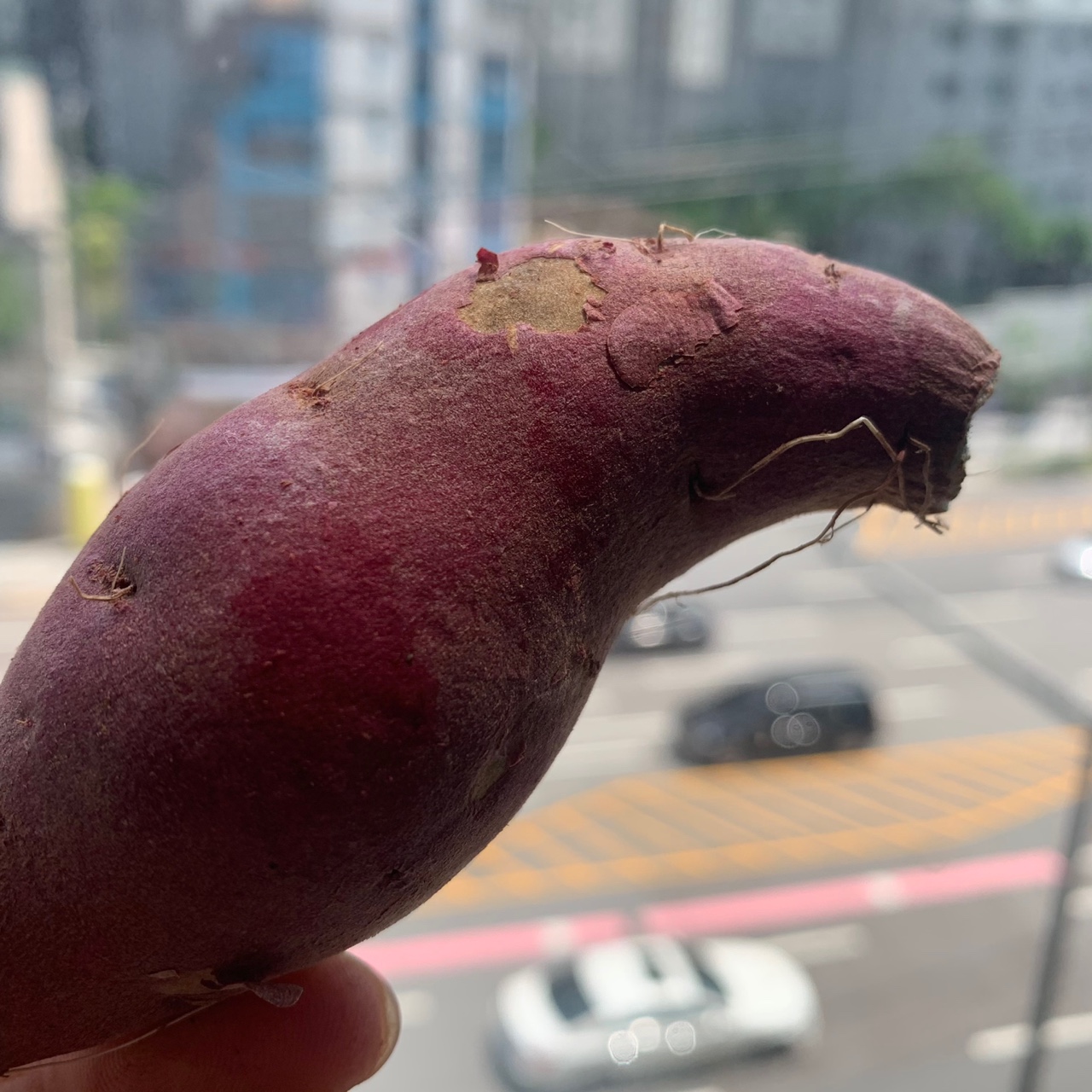 고구마-다이어트