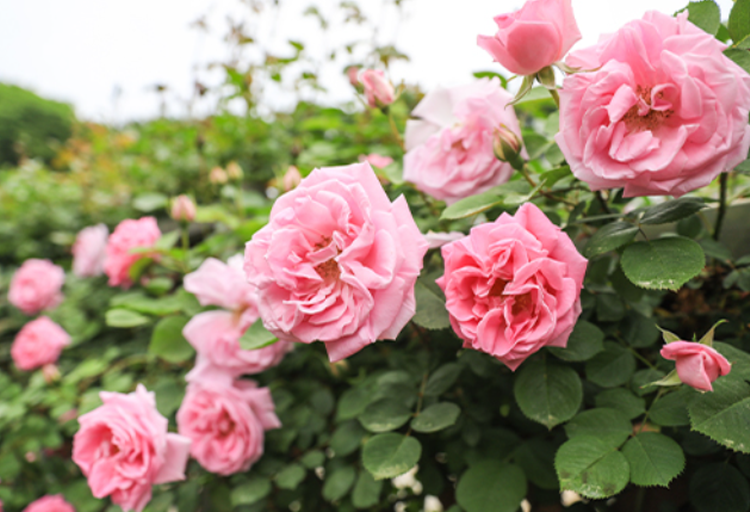 세종 베어트리파크 수목원