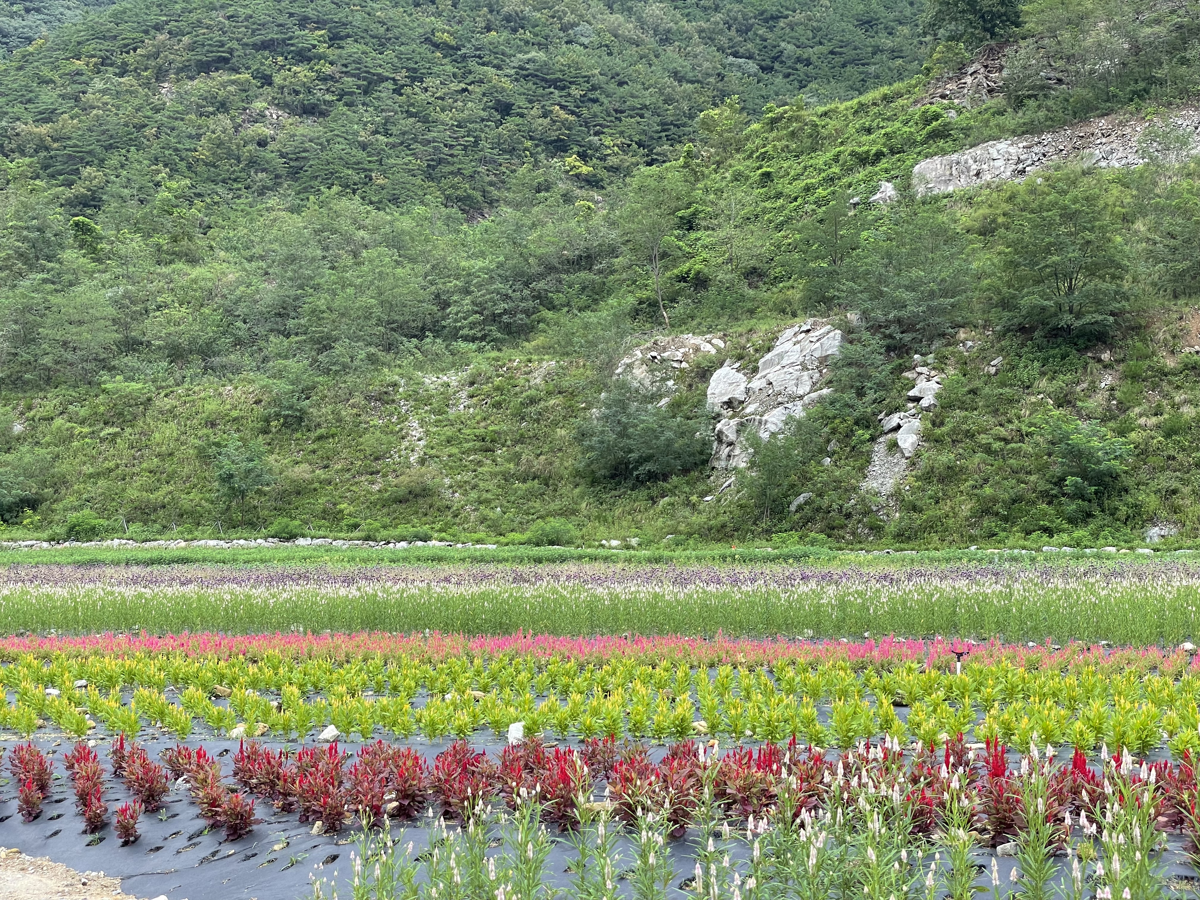 동해 무릉별유천지