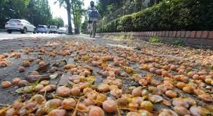 충남 은행나무 길