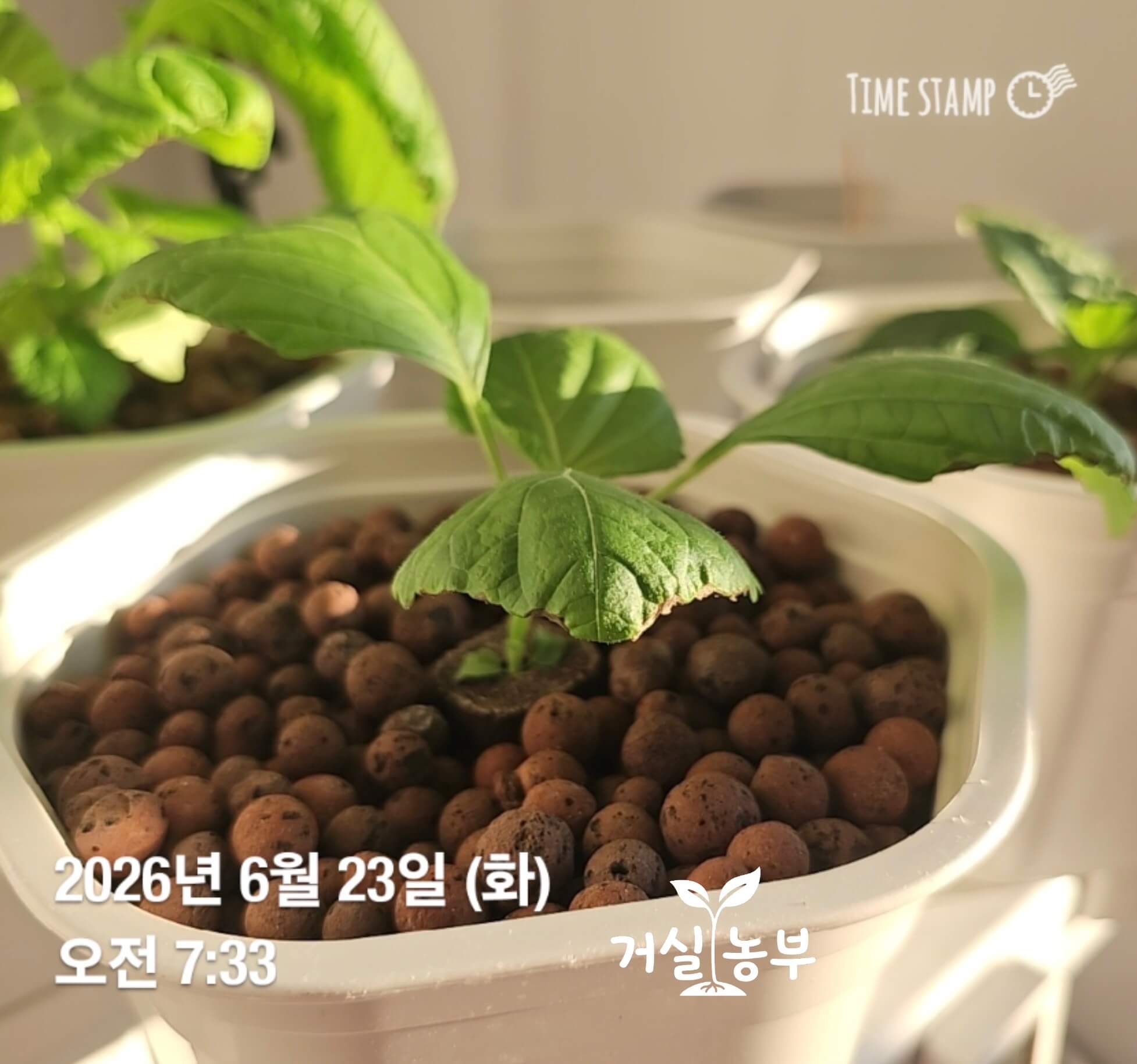 수경재배기에서 잎 양쪽이 위로 봉긋하게 들려 자라는 깻잎