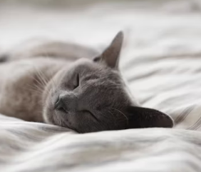 이명 치료법 진단 기준 합병증 관리