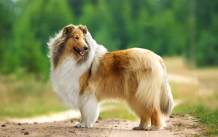 러프콜리/출처:어도비스톡