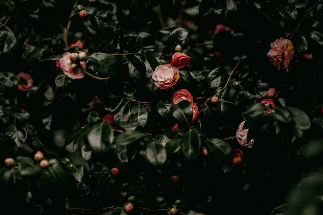 Camellia