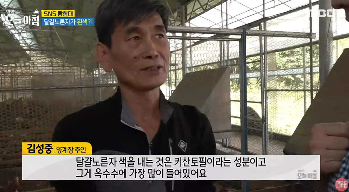 6시내고향-연천-계란