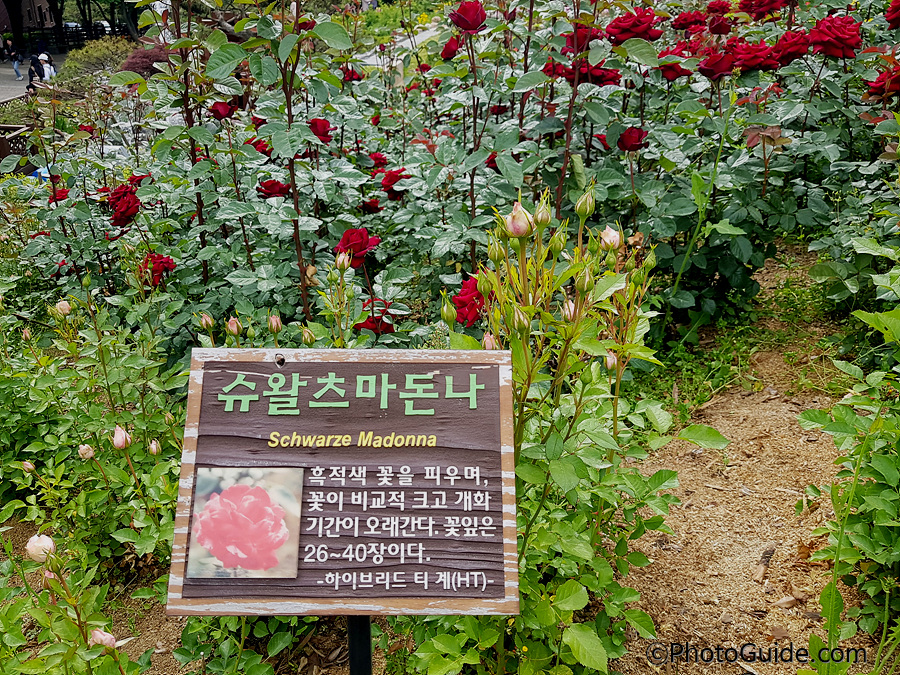 슈왈츠마돈나