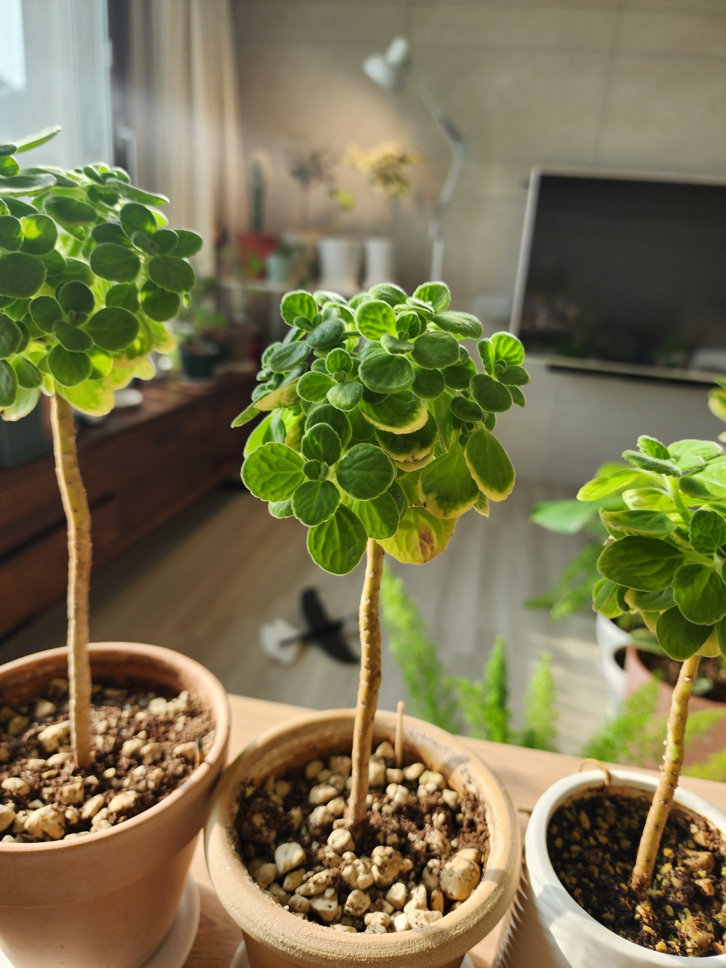 동그랗고 예쁘게 만들어지고 있는 장미허브 외목대