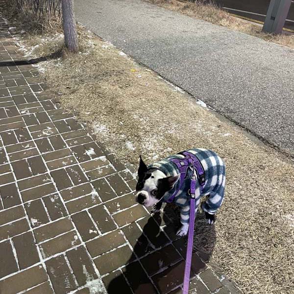 강아지가 밤에 녹색체크무늬 옷을입고 똥을싸고있다