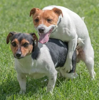 강아지 마운팅 이유 해결 방법_15