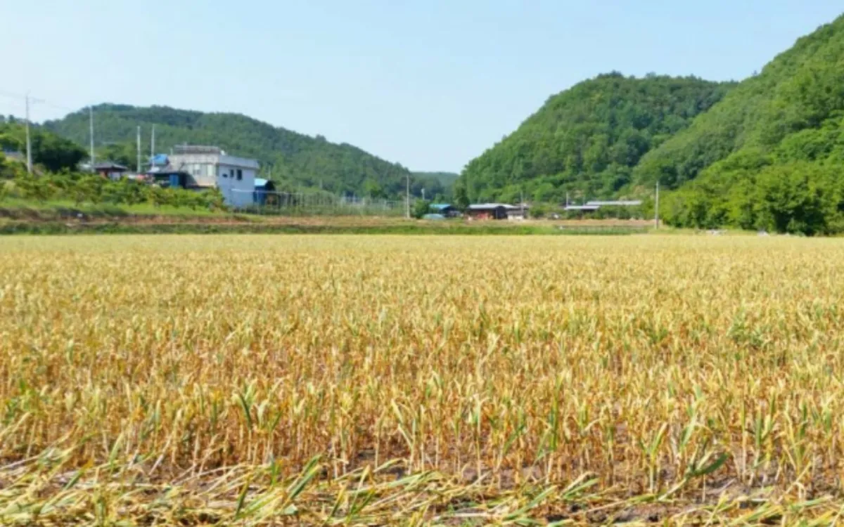 의성 논마늘