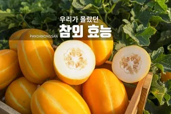 참외 효능 및 영양 정보 섭취 효과 정리_5