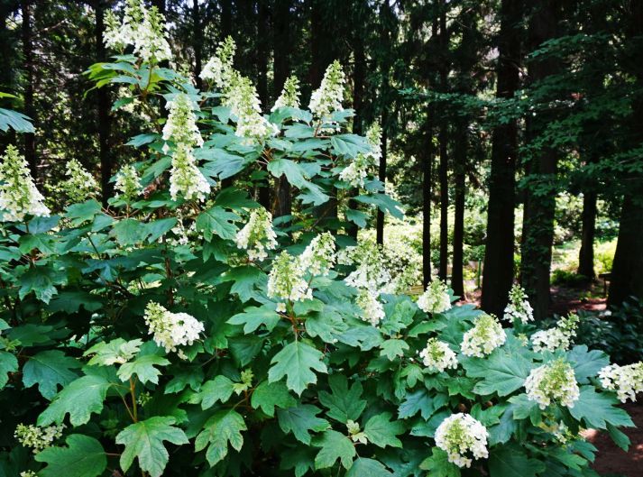 만화방초식물원