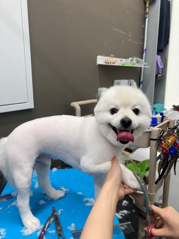 폼피츠 미용8
