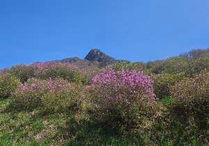 산청 황매산 철쭉축제