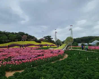 태안 튤립축제_18