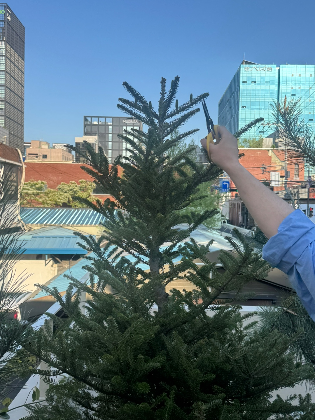 시로 성수 플래그십 스토어에서 찍은 정원에 있는 구상 나무 이미지