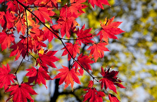 설악산 케이블카 운행시간