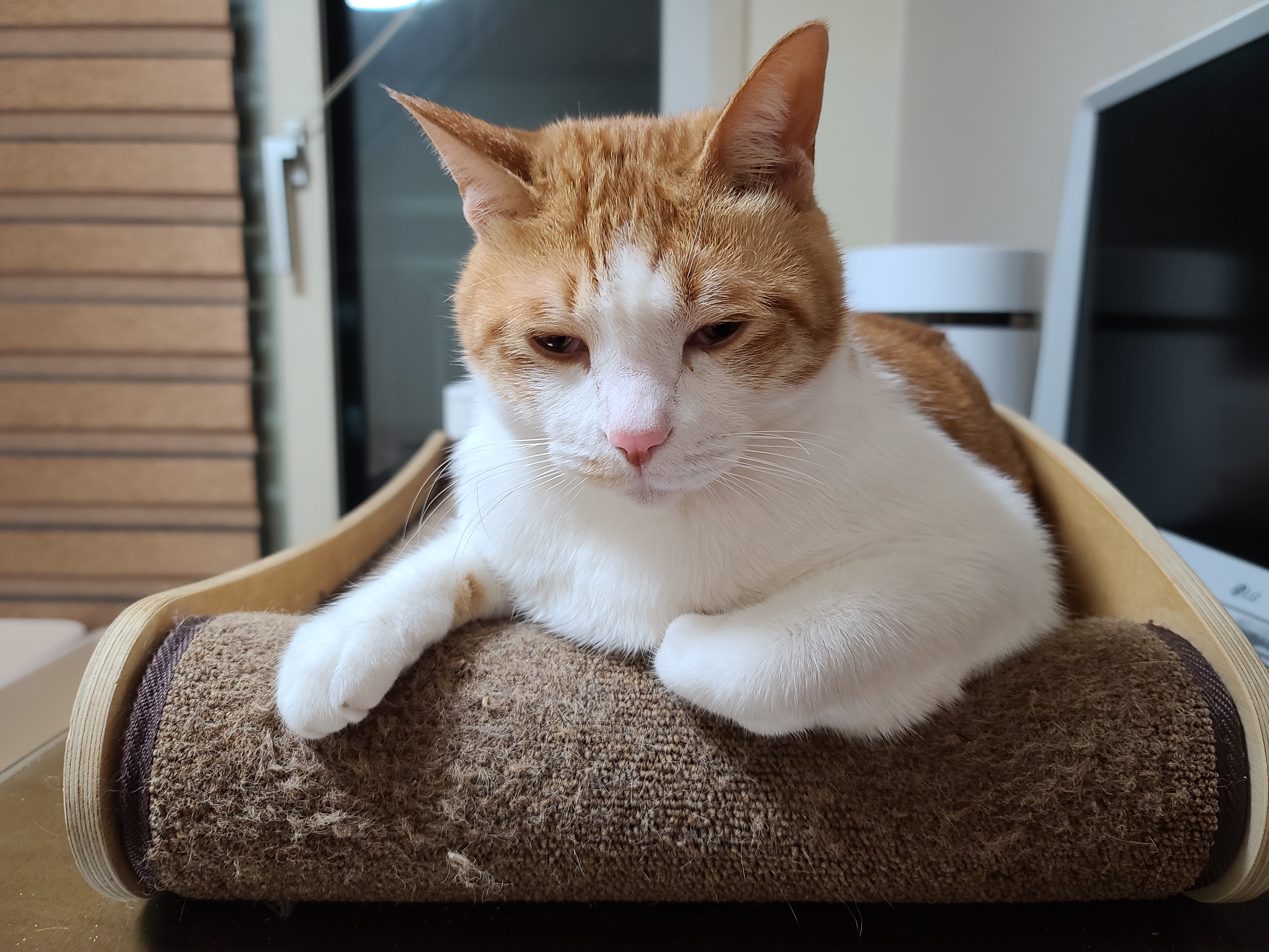 삐진 치즈냥이 막둥이 삐용