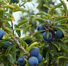 비타민C 많은 음식 (식품 과일 채소)