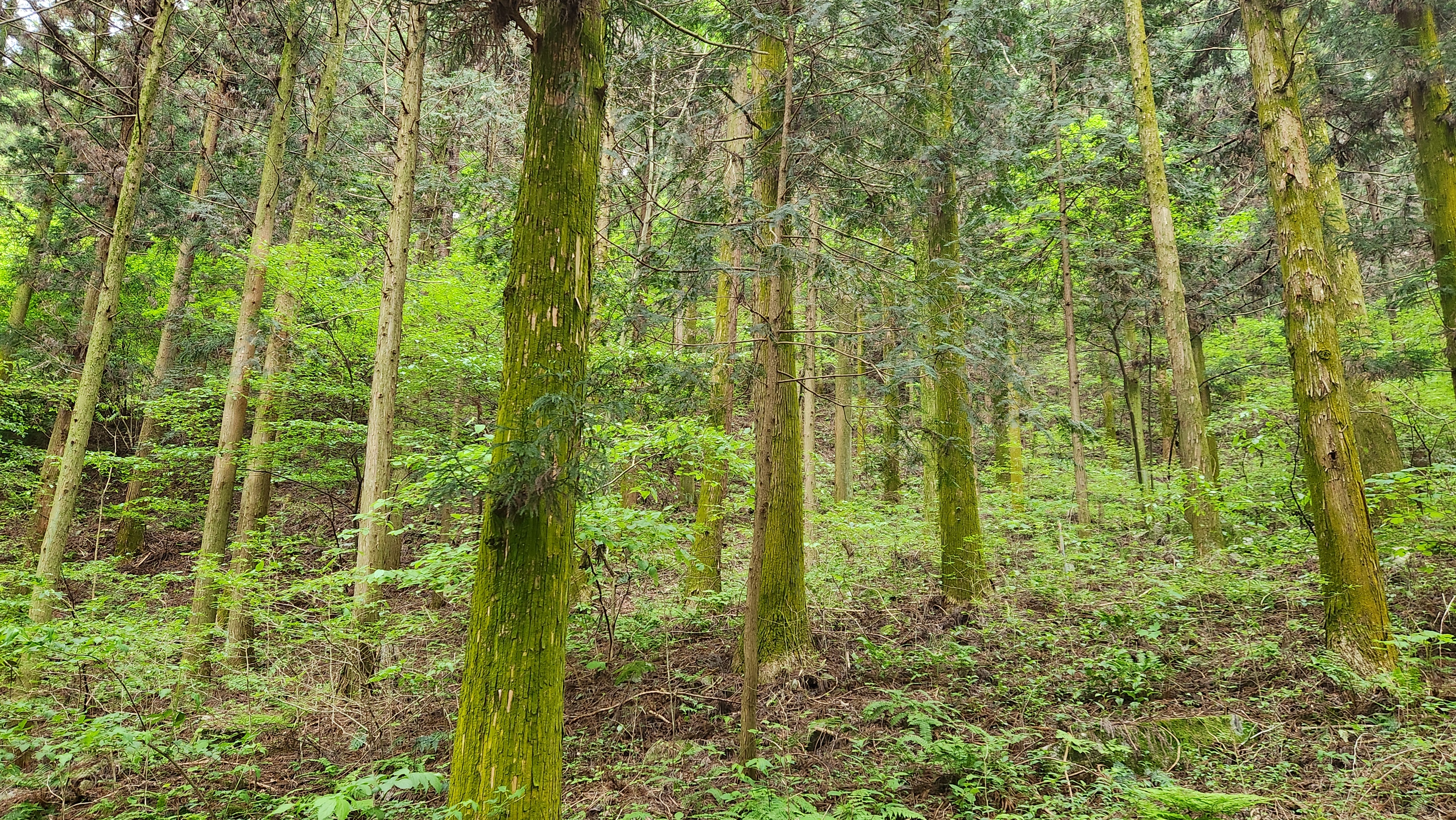 5월 장성 가볼만한 곳. 장성 치유의숲, 축령산 편백나무숲