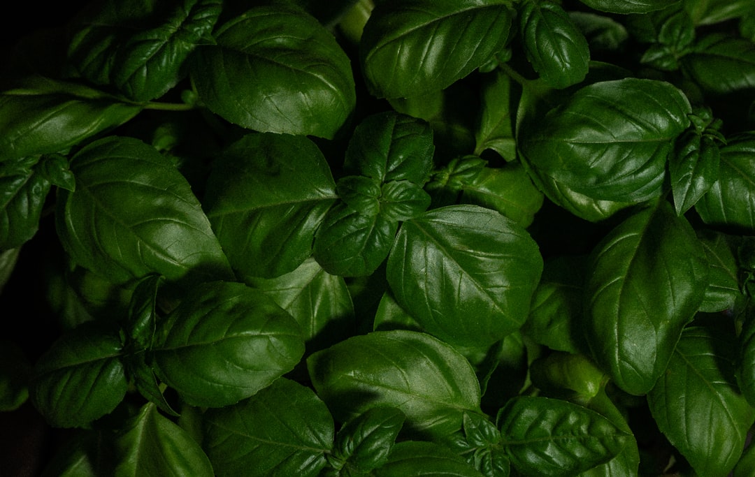 Herb