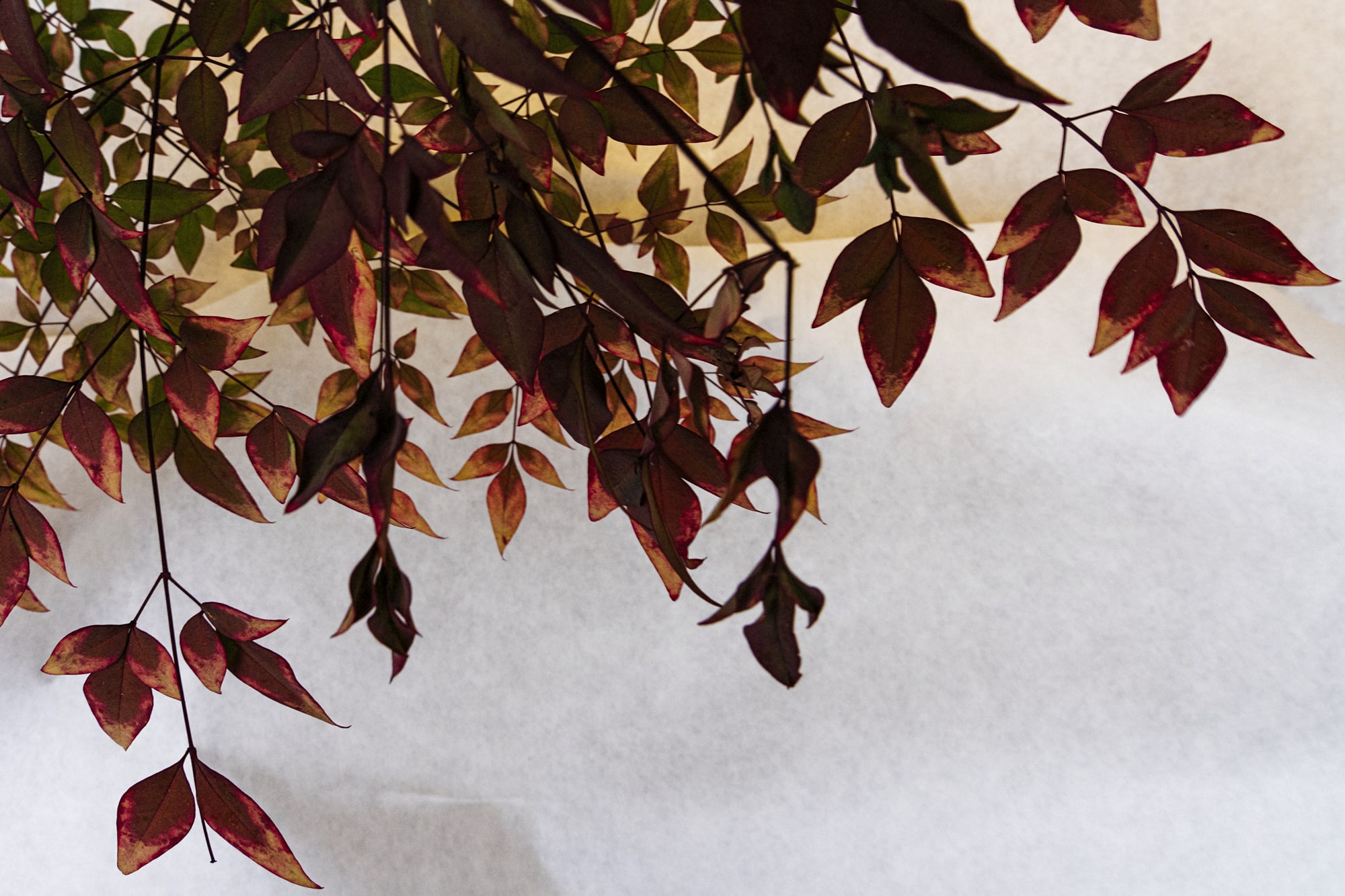 Alpha 1으로 촬영한 붉은 나뭇잎, 김중만