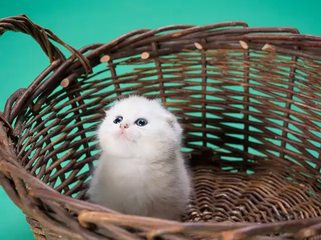 강아지 당뇨병 증상과 치료법, 좋은 사료 총정리
