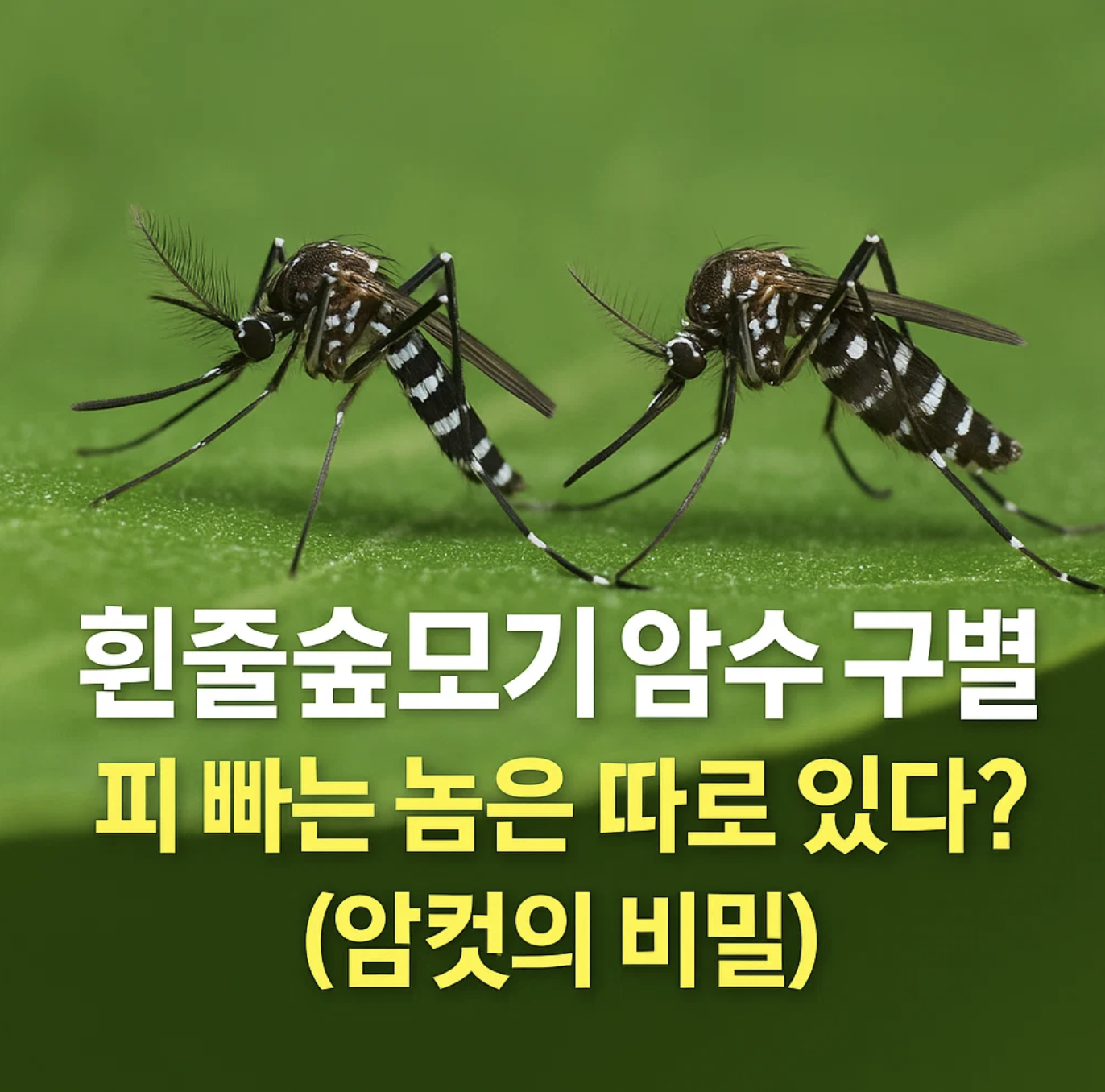 흰줄숲모기 암수 구별, 피 빠는 놈은 따로 있다? (암컷의 비밀)