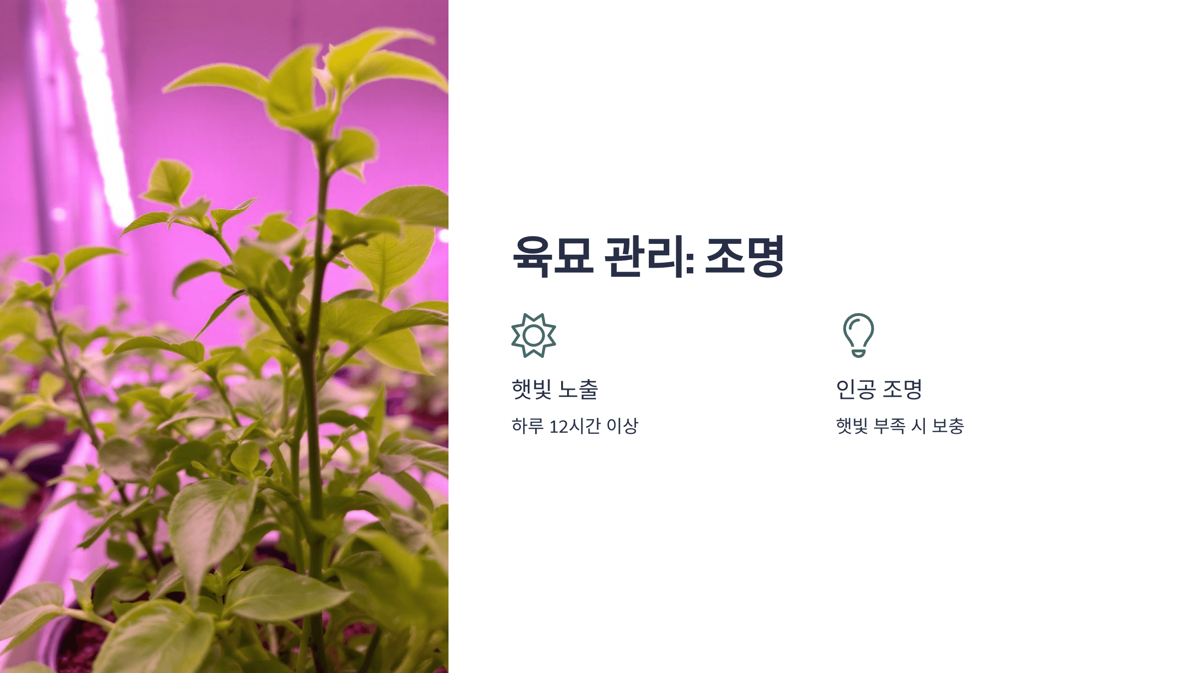 고추 사진입니다.