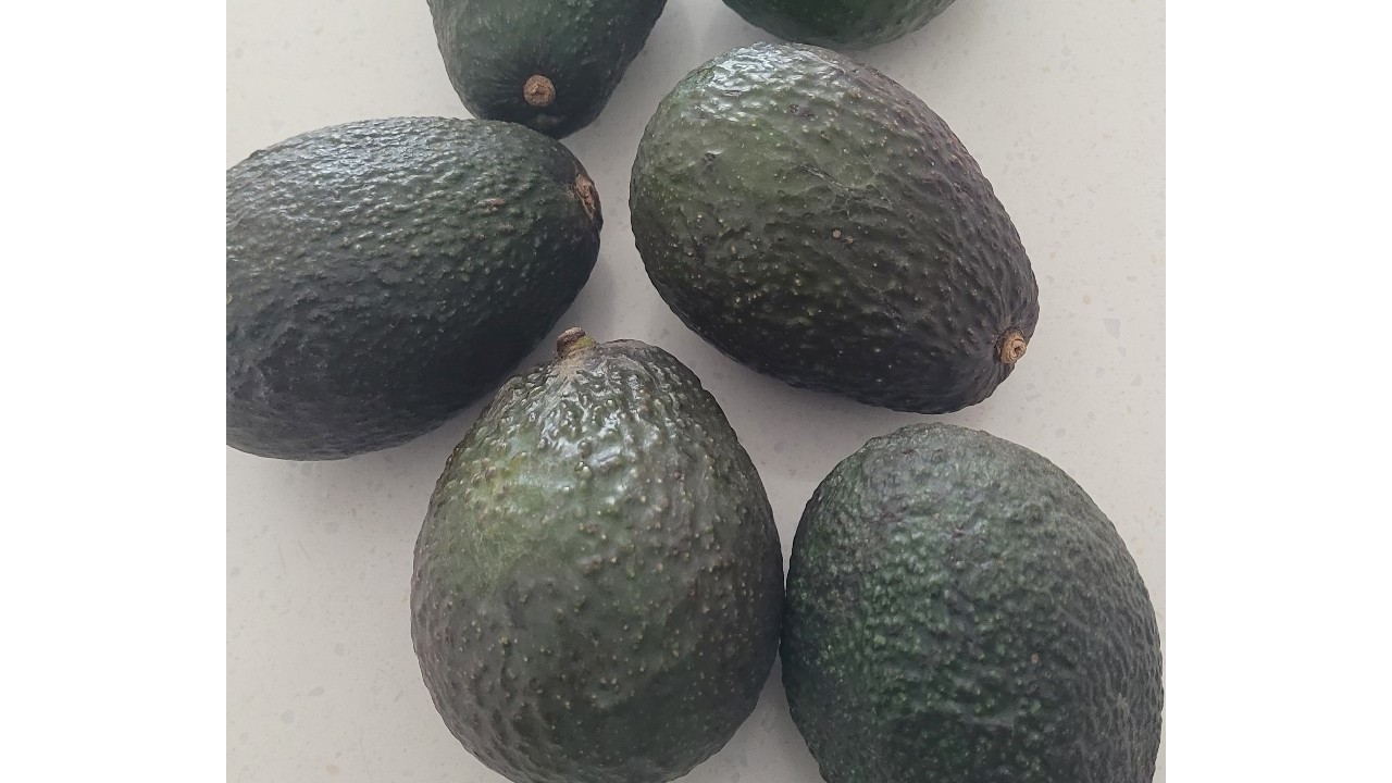 직접 구입해서 3일 실온 숙성시킨 칠레산 아보카도