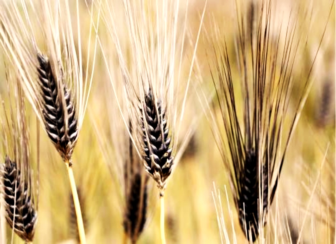 블랙보리 흑보리 사진