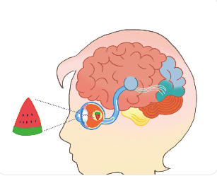 인간의 뇌가 시각 정보를 해석하면서 착각이 생기는 과정을 표현한 일러스트