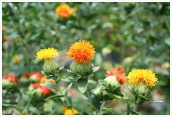 홍화씨 효능 영양성분 홍화씨유 먹는법_7