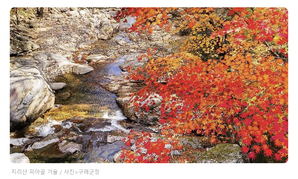 단풍