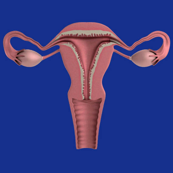 여성 자궁 모습