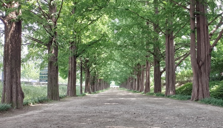 담양 메타쉐콰이어길