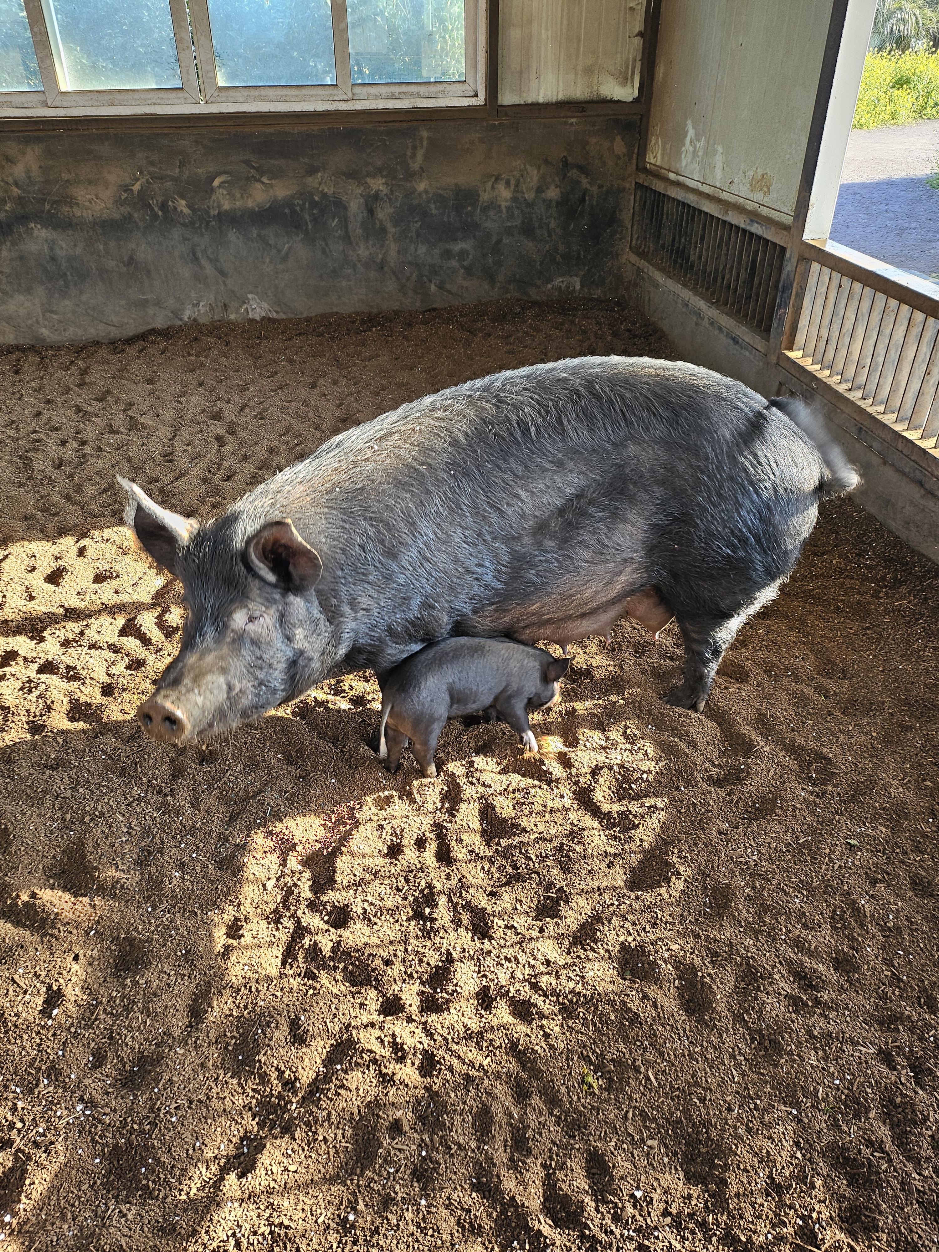 휴애리자연생활공원