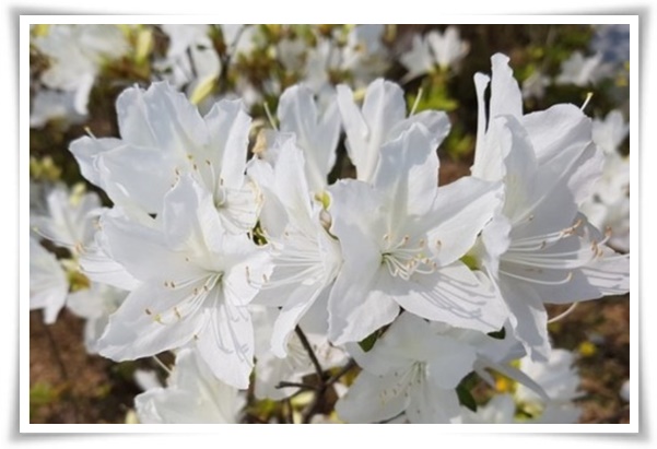 "영산홍" 봄날을 물들이는 활짝 핀 주홍빛 유혹의 매혹적인 꽃!