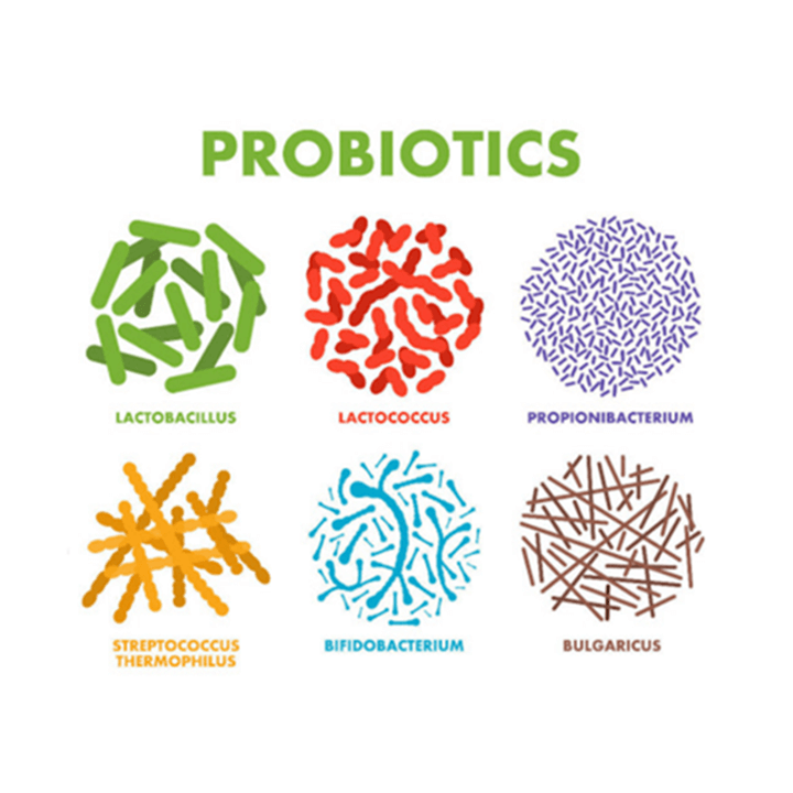 영어로-표기된-프로바이오틱스-유산균-6종류