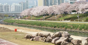 벚꽃명소