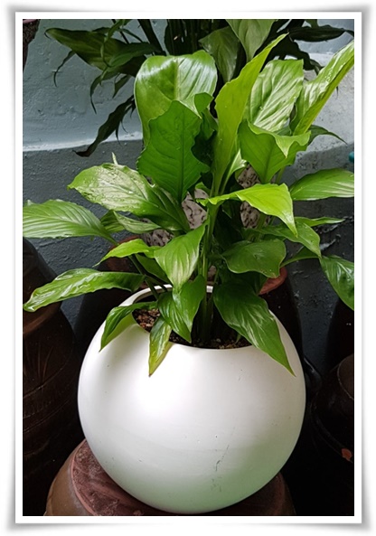 화초 "리시안셔스" 장미인 듯 장미 아닌 변치 않는 사랑의 꽃!