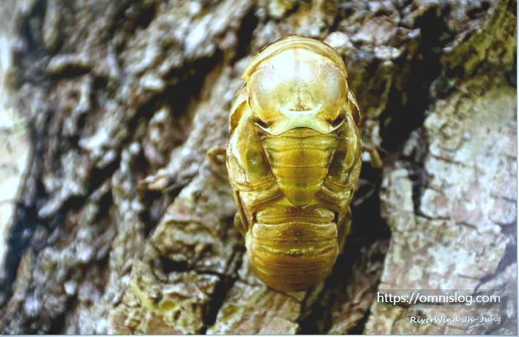 곧 터질듯한 매미애벌레