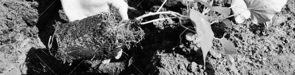 고구마 심는 시기, 고구마 파종 시기: 고랑 깊이 약 10-15cm 정도