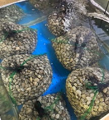바지락수족관