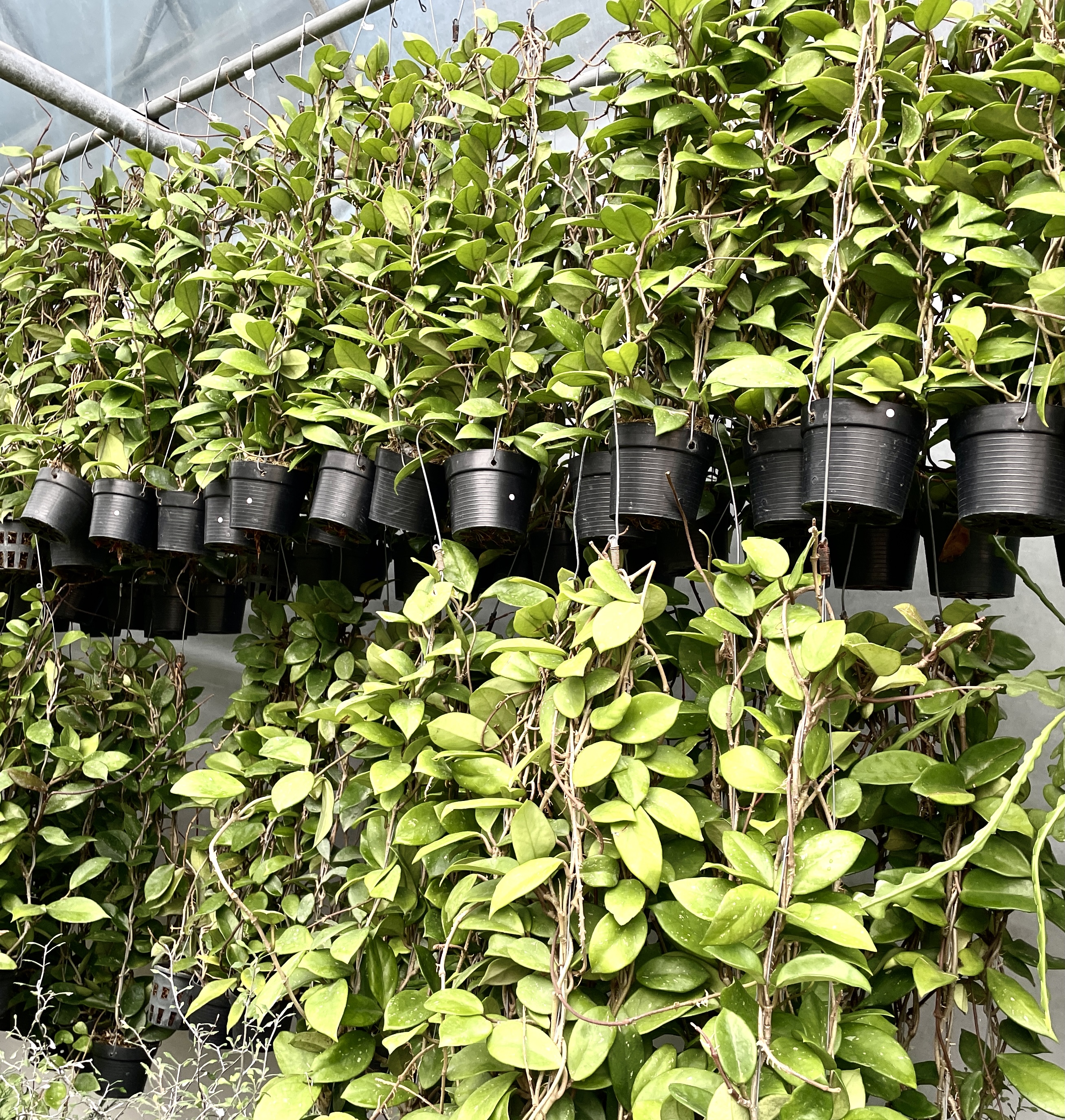 호야 카노사 걸이 키우기 공기정화식물 공중걸이 화분