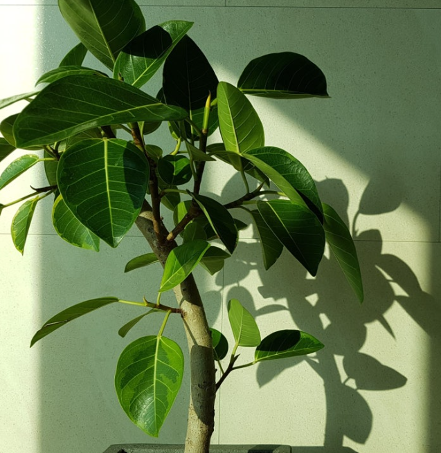 뱅갈고무나무 가지치기